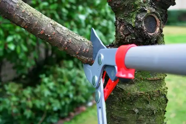 tree services Port Arthur